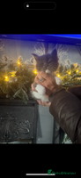 Maine Coon cats Giant mainecoons🎄Only grey and white girl left🎄 - Advert 5