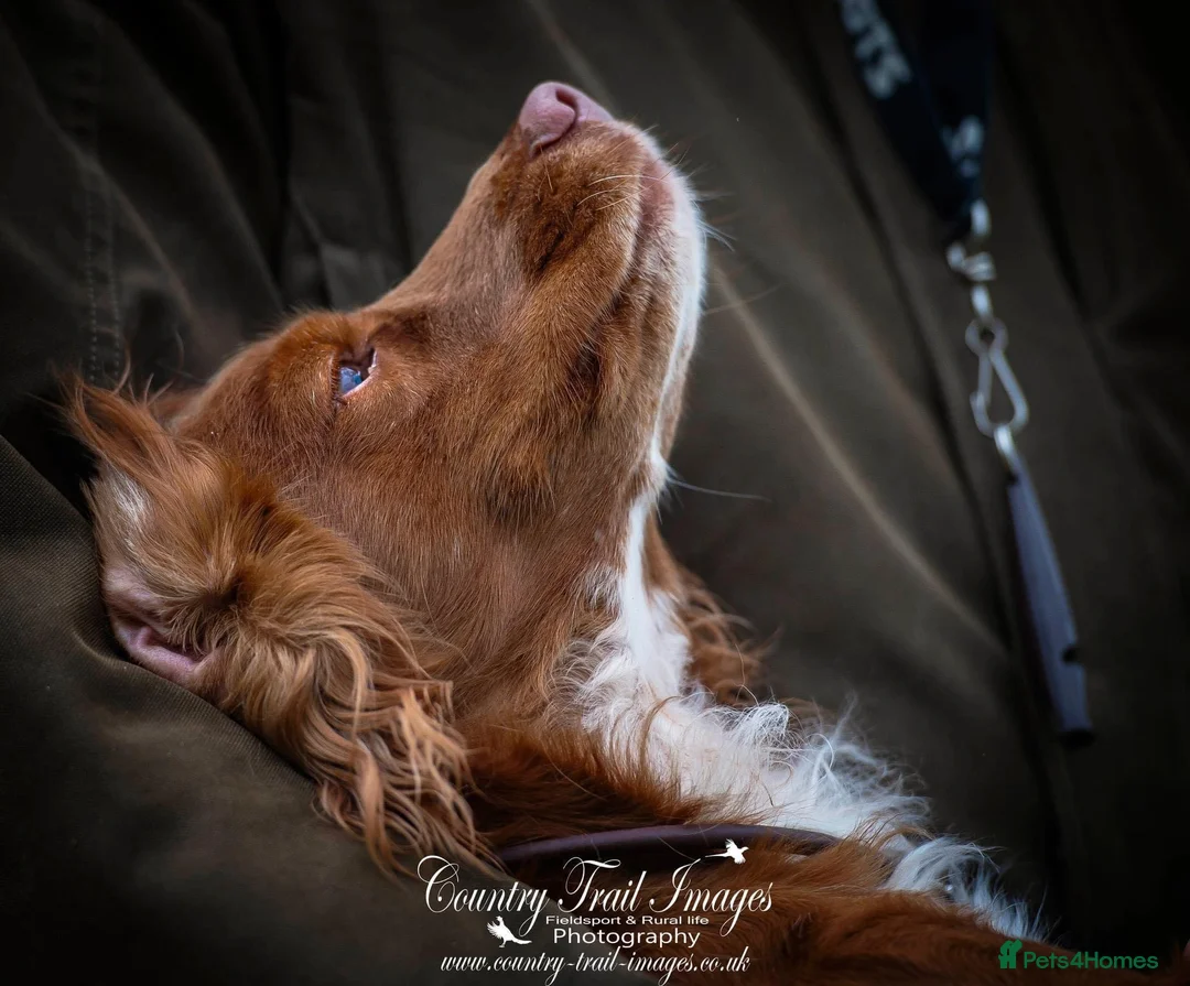 Cocker Spaniel dogs for stud: FTCH Howesyke Regal - Working Cocker in Orpington - Advert 1