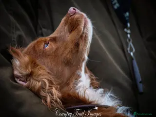 Cocker Spaniel dogs FTCH Howesyke Regal - Working Cocker in Orpington - Advert 9