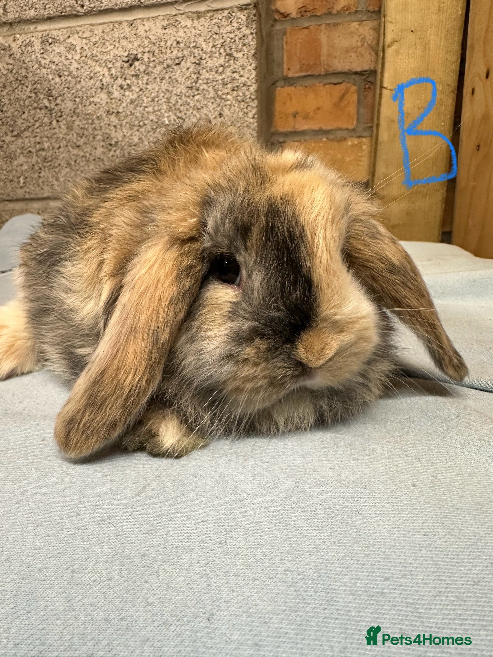 Mini Lop rabbits Mini Lop Rabbits For Sale  - Advert 13