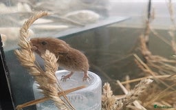 Mouse rodents for sale: Harvest mice for sale  - Image 5