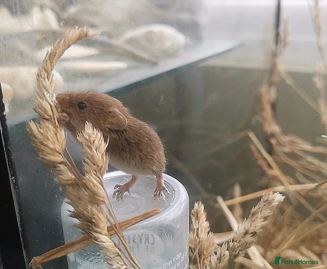 Mouse rodents for sale: Harvest mice for sale  - Image 5