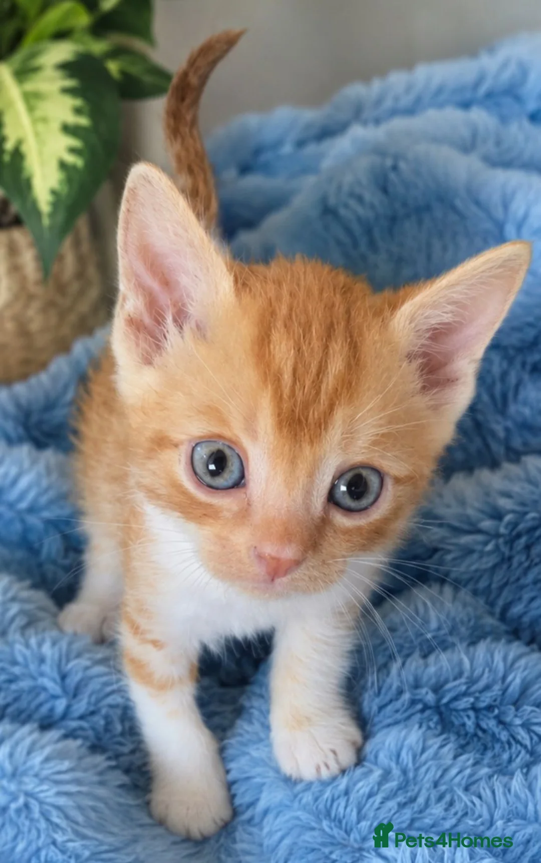 Mixed Breed cats for sale: 2 gingers left 💫READY NOW - Advert 2