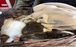 Guinea Pig rodents for sale: Beautiful baby male guinea pigs  - Image 9