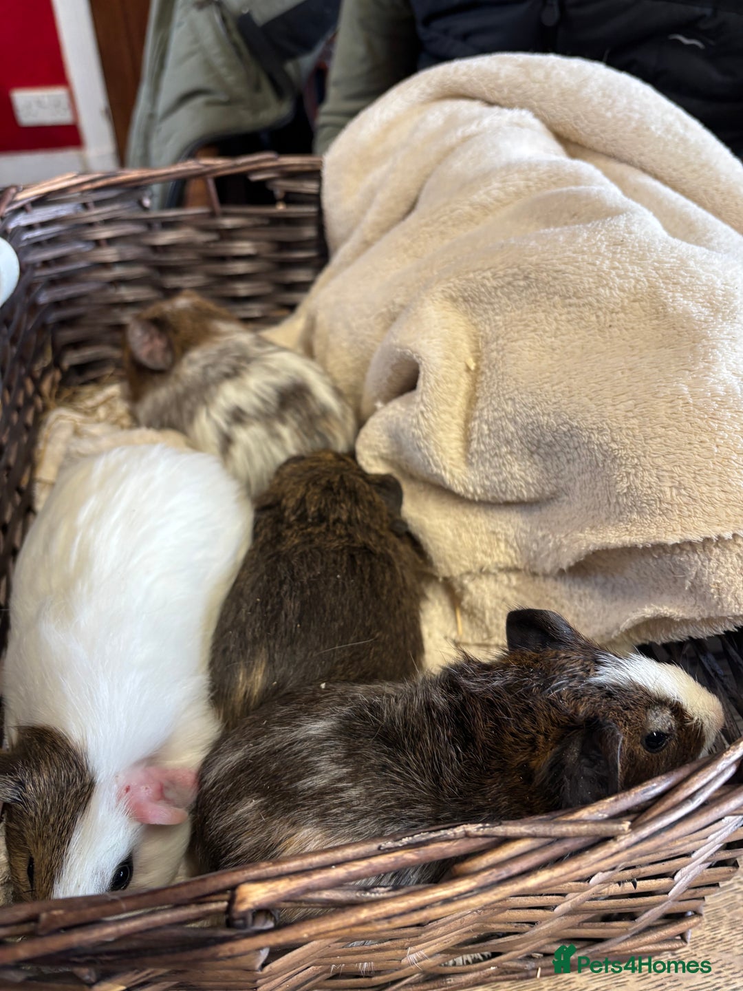 Guinea Pig rodents for sale: Beautiful baby male guinea pigs  - Image 9