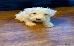 Sealyham Terrier dogs for sale: Stunning KC Litter Of Sealyham Terriers - Image 13