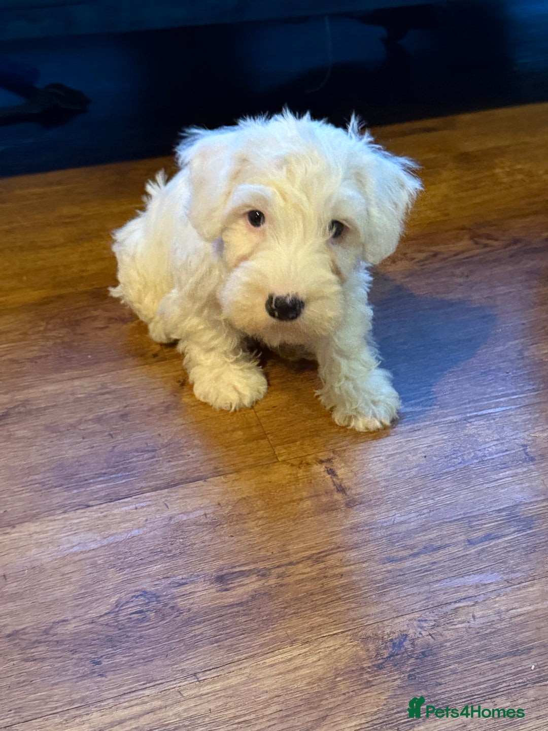 Sealyham Terrier dogs for sale: Stunning KC Litter Of Sealyham Terriers - Image 13