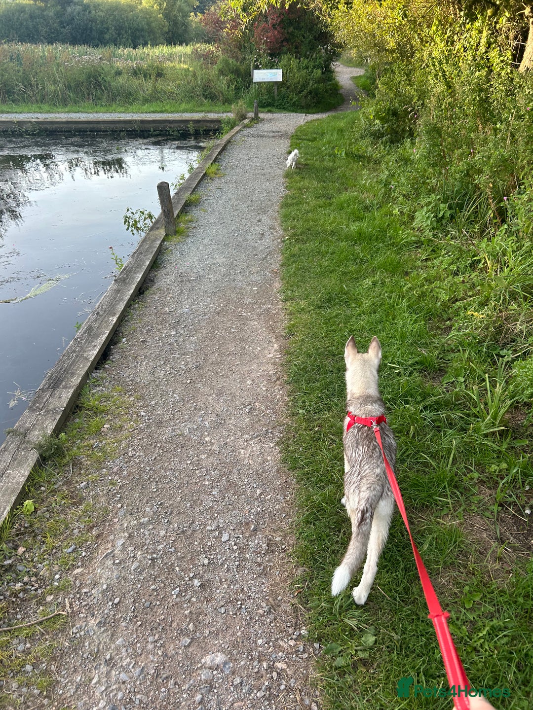 Siberian Husky dogs for sale: Remi - 7 month Siberian husky  - Advert 2