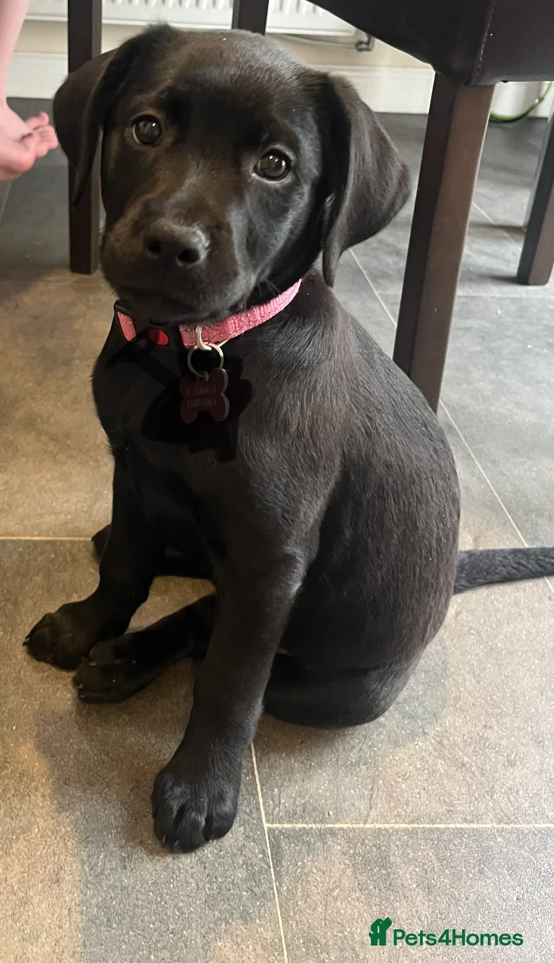 Labrador Retriever dogs for sale: Beautiful lab female  - Advert 5