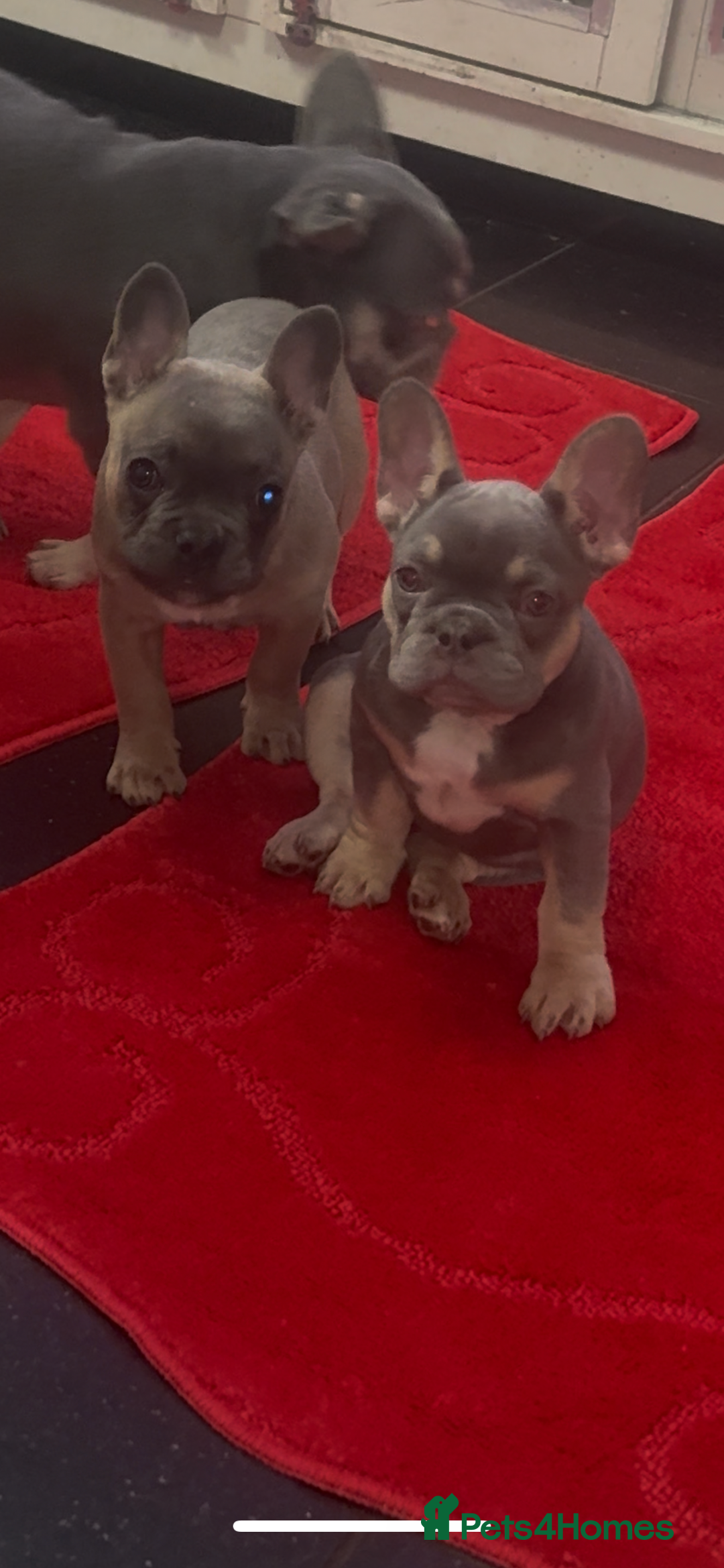 French Bulldog dogs for sale: Last girl left  - Advert 37