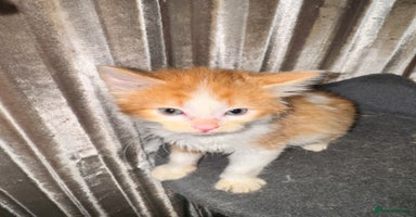 Mixed Breed cats - Advert 5