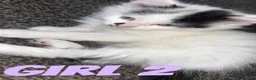 Domestic Shorthair cats for sale: kittens in Scunthorpe - Advert 6