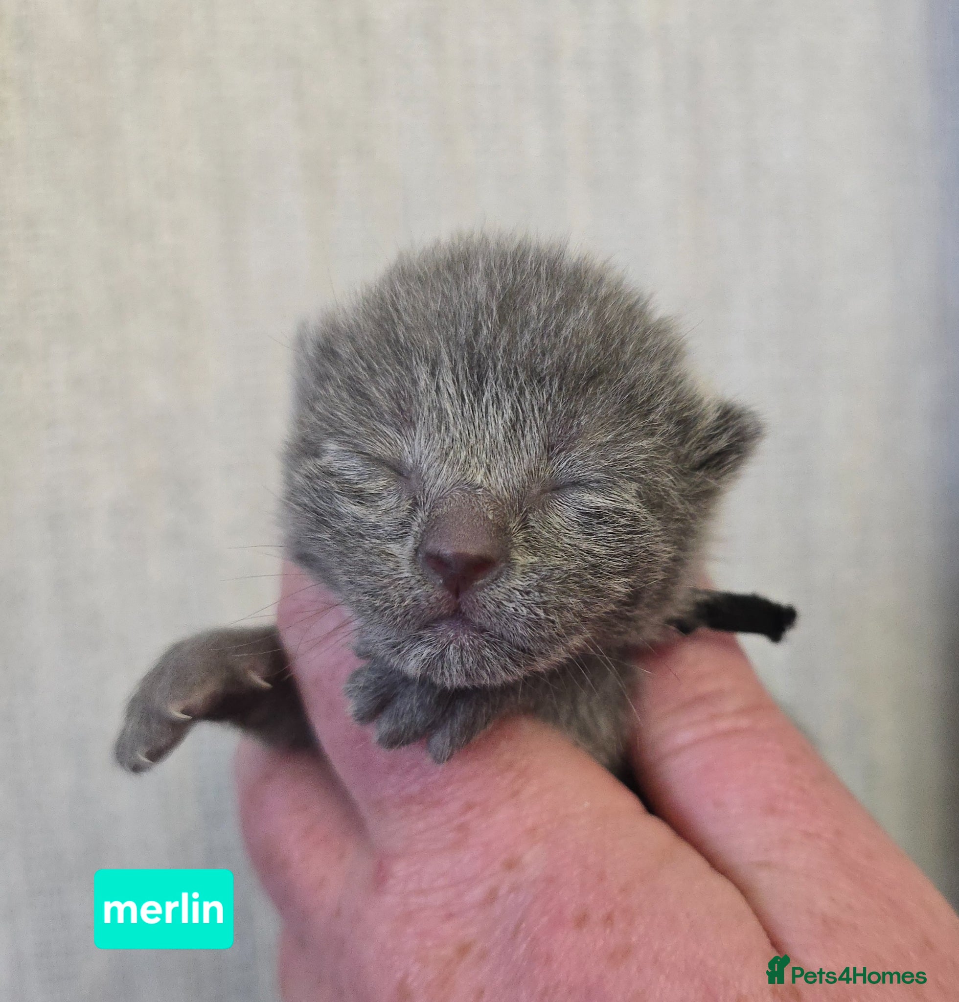 Russian Blue cats Champion Sired Russian Blue Kittens - Advert 4