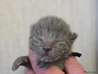 Russian Blue cats Champion Sired Russian Blue Kittens - Advert 2