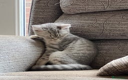 British Shorthair cats for sale: Beautiful silver spotted BSH for sad sale  - Image 4