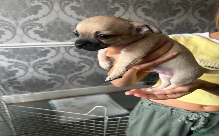 Chihuahua dogs - Advert 7