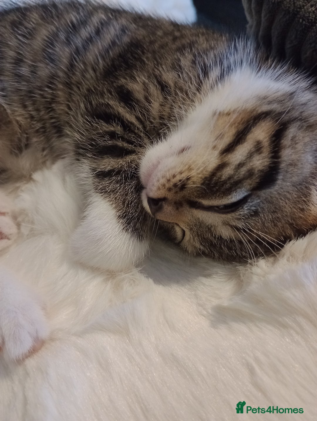 Mixed Breed cats for sale: Pretty kittens - Advert 2