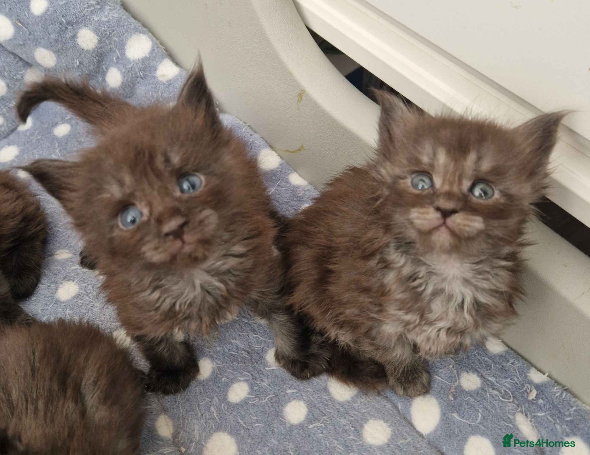 Maine Coon cats Outstanding pedigree mainecoons - Advert 2