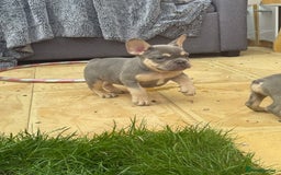 French Bulldog dogs for sale: French Bulldog Puppies - Image 16