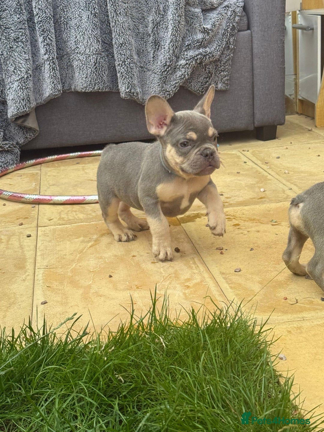 French Bulldog dogs for sale: French Bulldog Puppies - Image 16