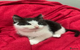 British Shorthair cats for sale: Beautiful kittens looking for new home  - Image 7