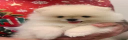 Pomeranian dogs for sale: 2 Beautiful Pomeranian Boys  - Advert 10