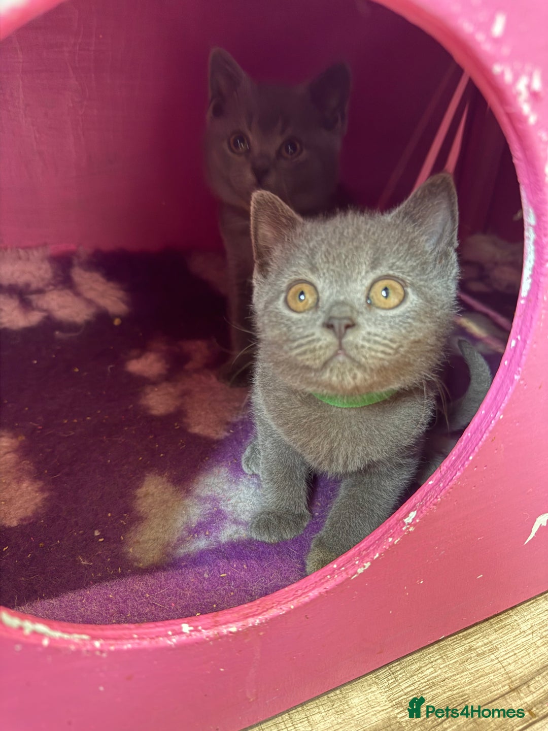 British Shorthair cats for sale: Pedigree BSH Last Female kitten ready to go!! - Image 8