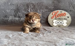 Chow Chow dogs for sale: Exotic colour Pure chow chow puppies for sale  - Image 9