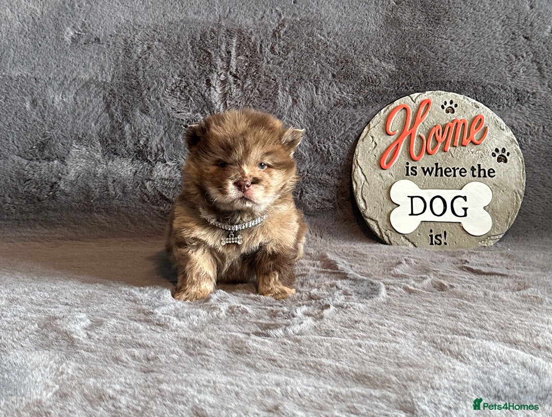 Chow Chow dogs for sale: Exotic colour Pure chow chow puppies for sale  - Image 9