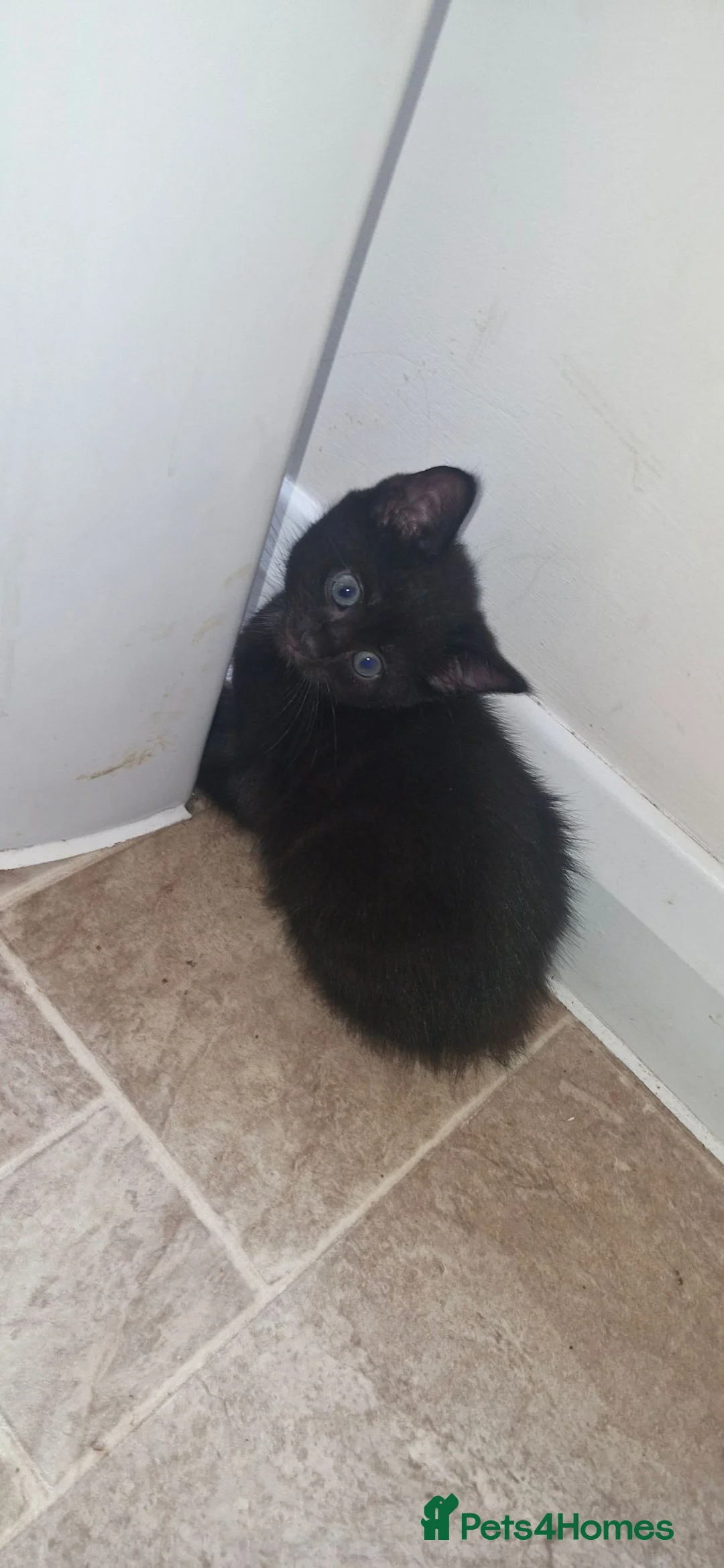 Maine Coon cats for sale: LAST MAINECOON CROSS KITTEN - Advert 1