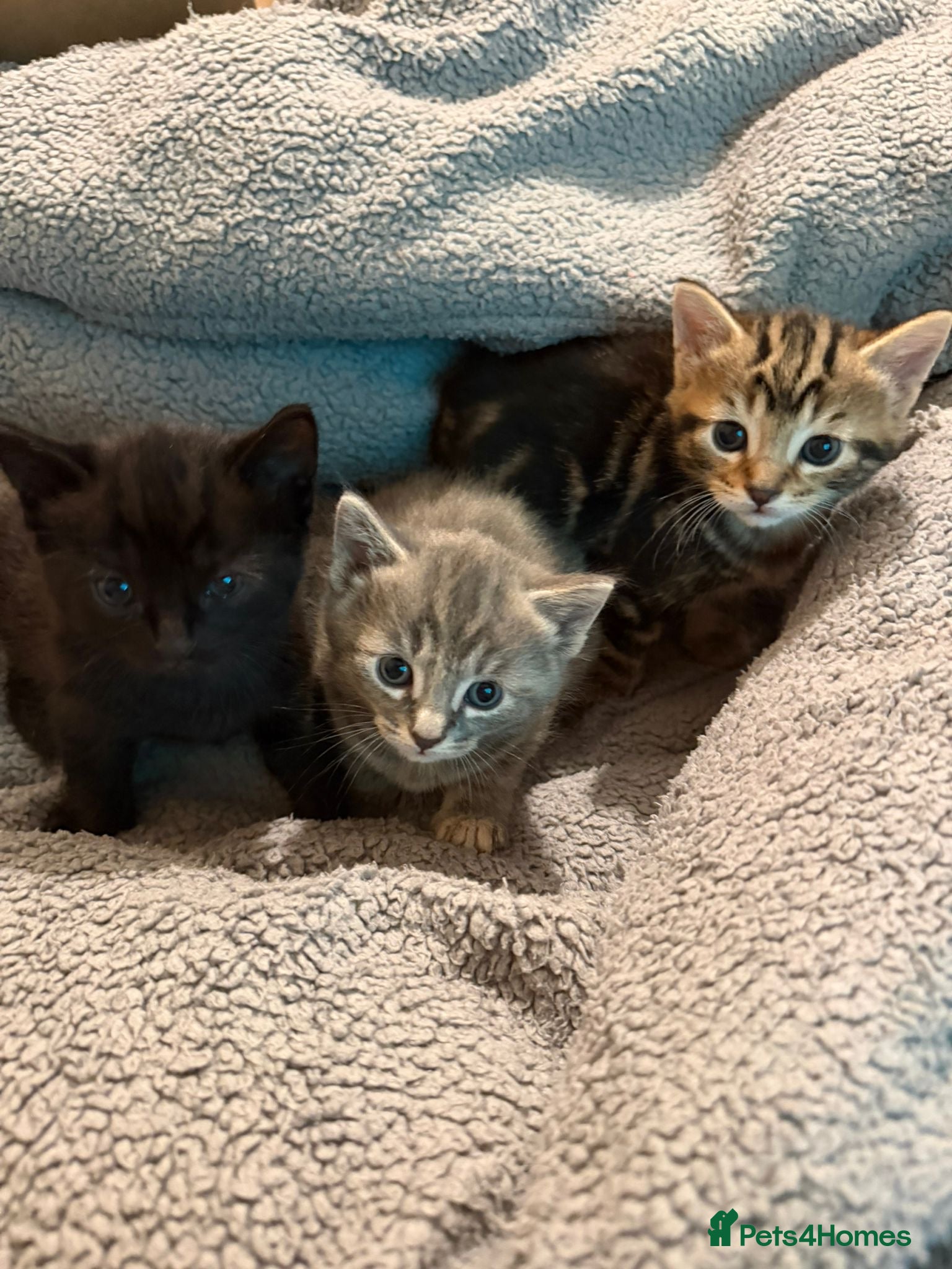 Mixed Breed cats 3 kittens  - Advert 1