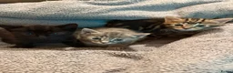Mixed Breed cats for sale: 3 kittens  - Advert 1