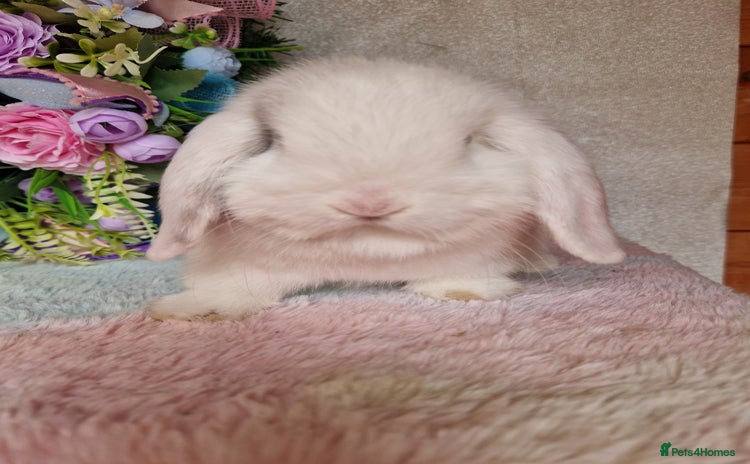 Mini Lop rabbits - Advert 9