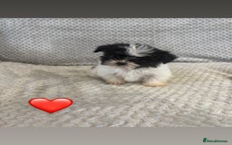 Lhasa Apso dogs for sale: Beautiful Lhasa Apso  - Image 13