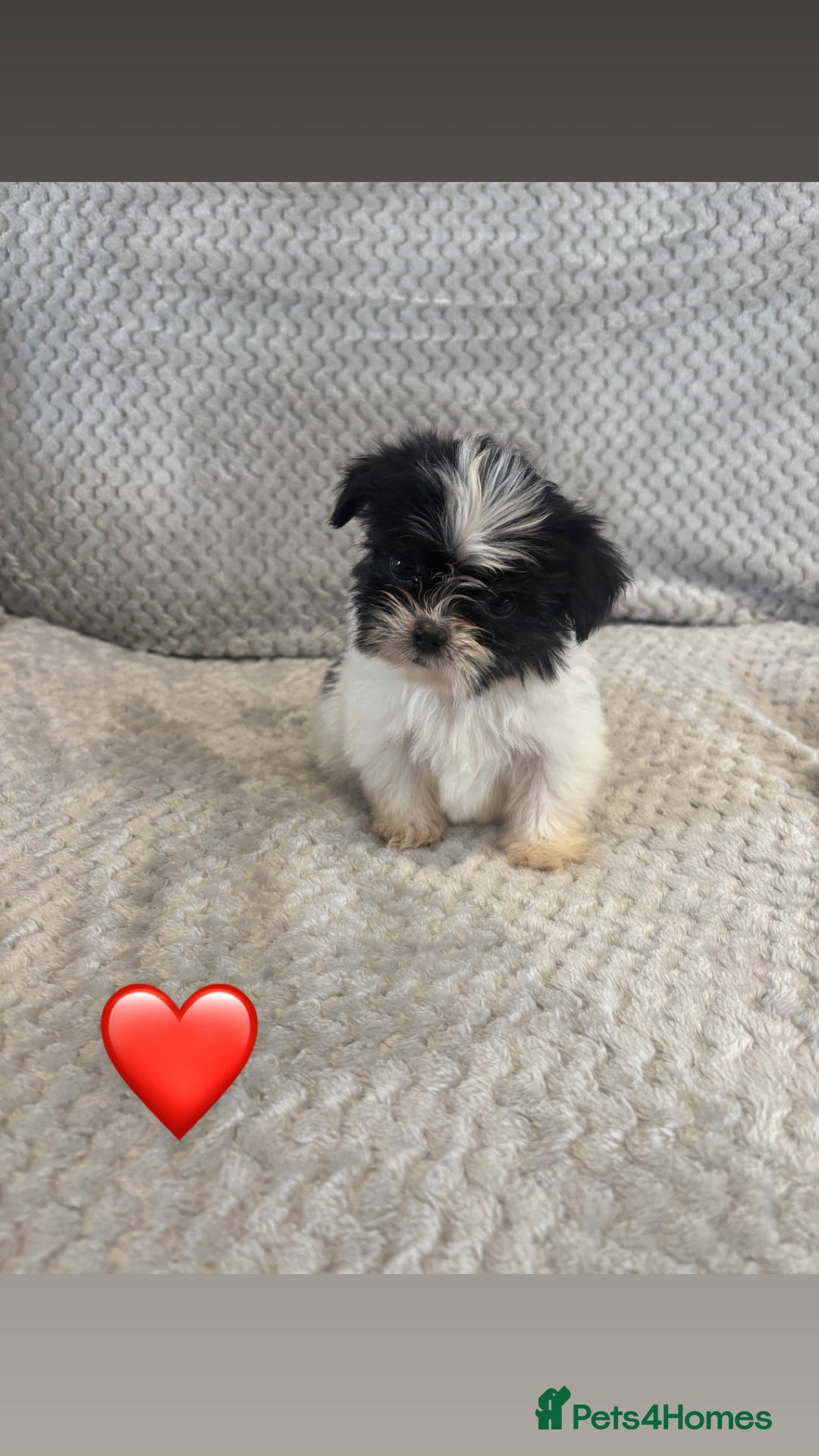 Lhasa Apso dogs for sale: Beautiful Lhasa Apso  - Image 13