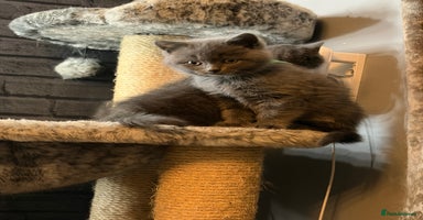British Shorthair cats - Advert 7