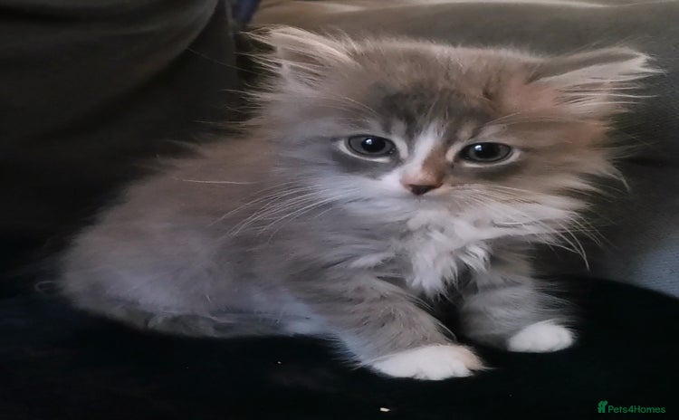 Siberian cats - Advert 3