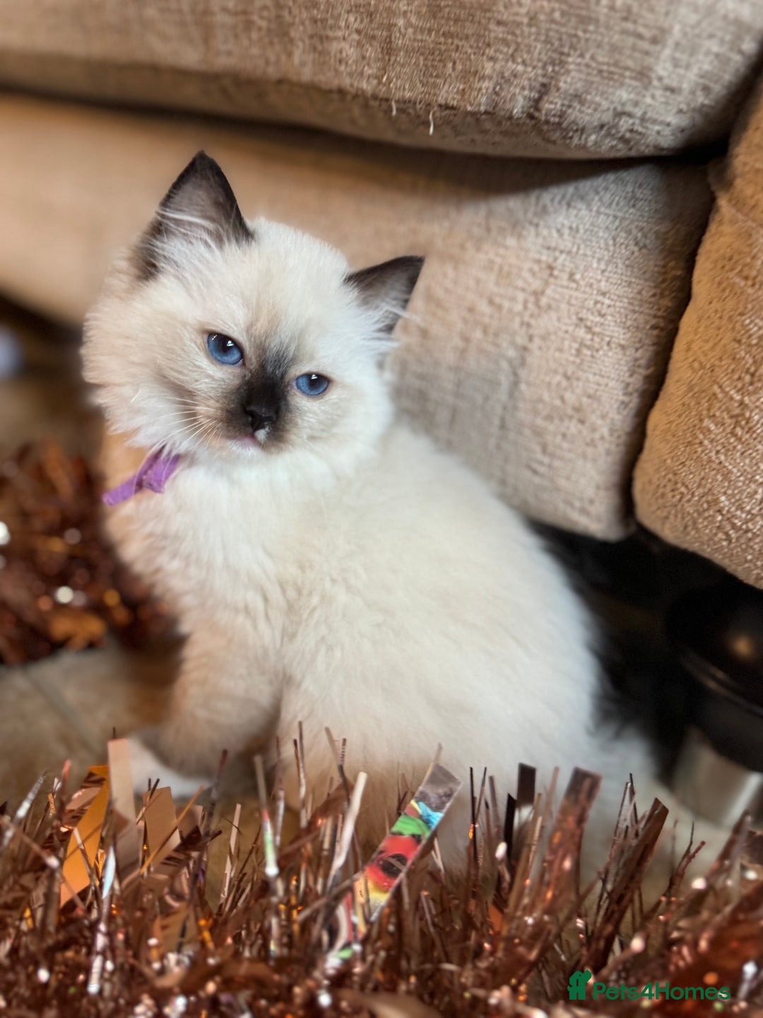 Ragdoll cats for sale: 🏆 gccf ragdoll grand champion kittens 🏆 - Advert 5