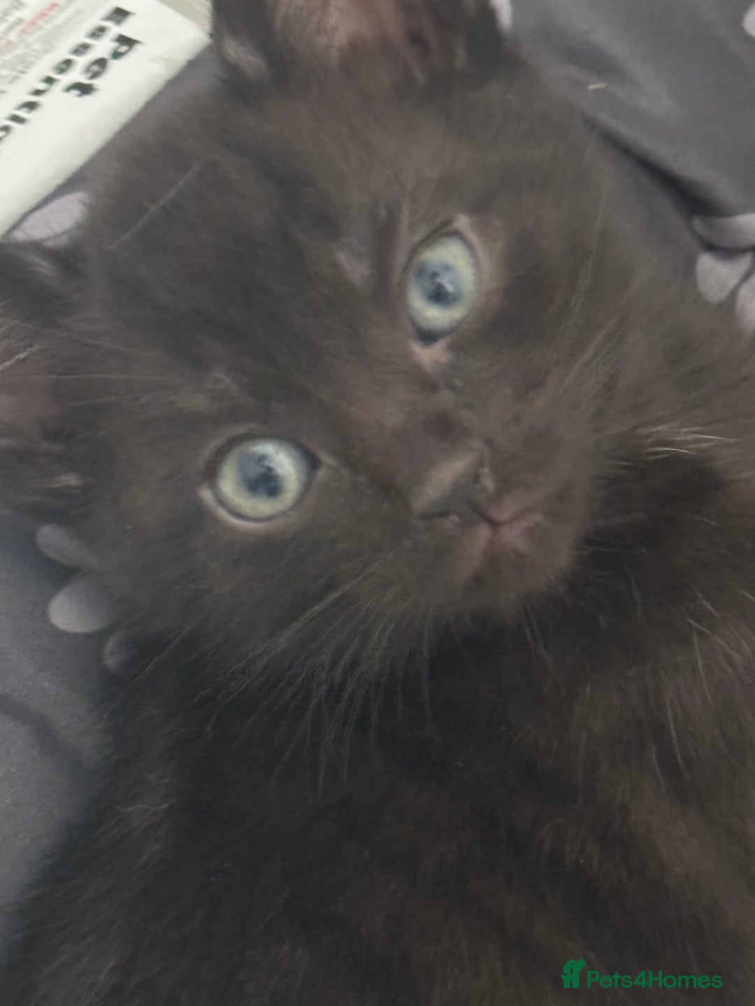 Bengal cats for sale: Beautiful kittens  - Image 9