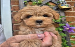 Maltipoo dogs for sale: Amazing TeddyBear Asian Korean Maltipoo puppies - Image 24