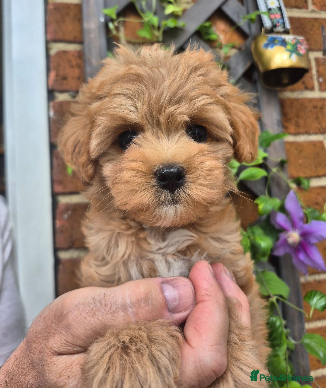 Maltipoo dogs for sale: Amazing TeddyBear Asian Korean Maltipoo puppies - Image 24