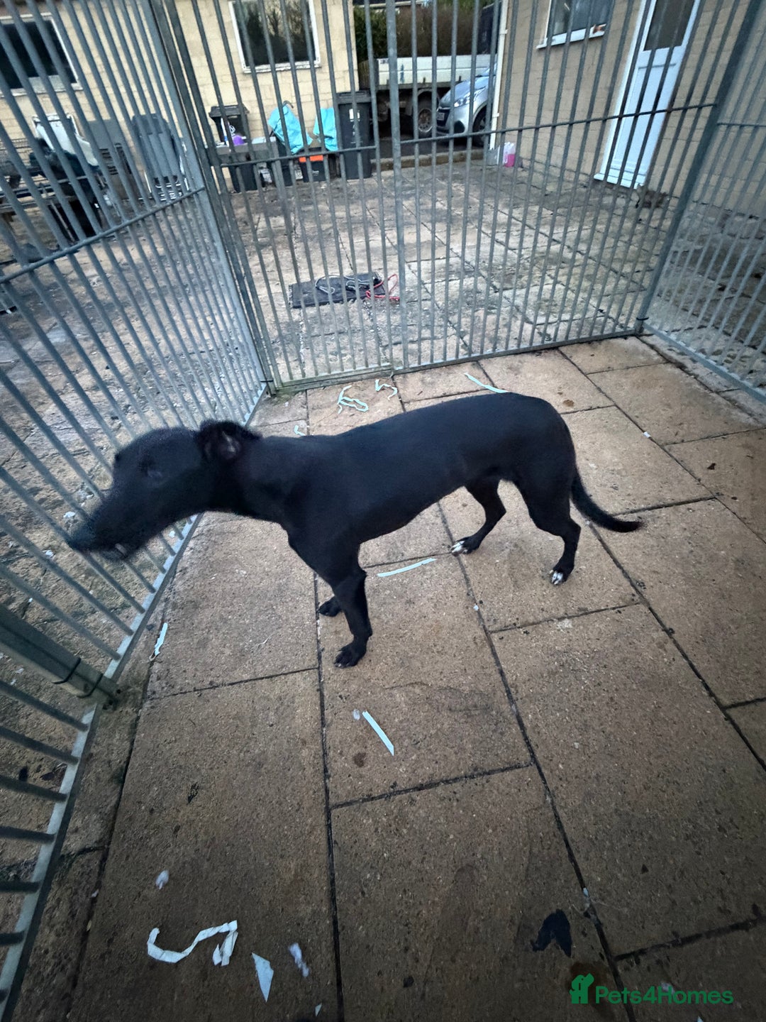 Mixed Breed dogs for sale: Whippet/ greyhound/ Bedlington/ greyhound  - Advert 4