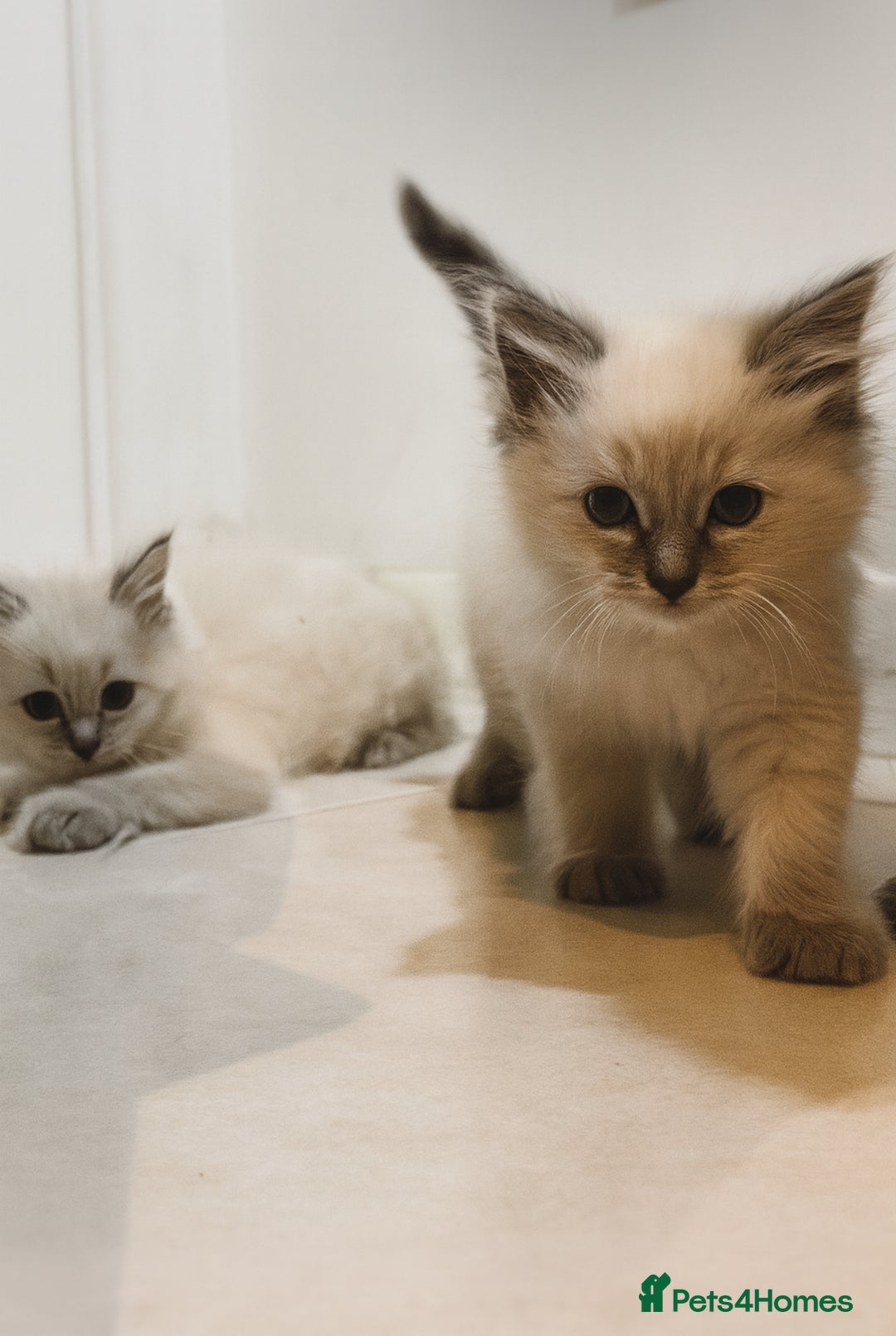 Ragdoll cats for sale: 🤎Beautiful Ragdolls Kittens🤎 - Advert 1