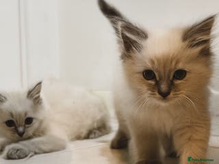 Ragdoll cats 🤎Beautiful Ragdolls Kittens or ONO before ** - Advert 1