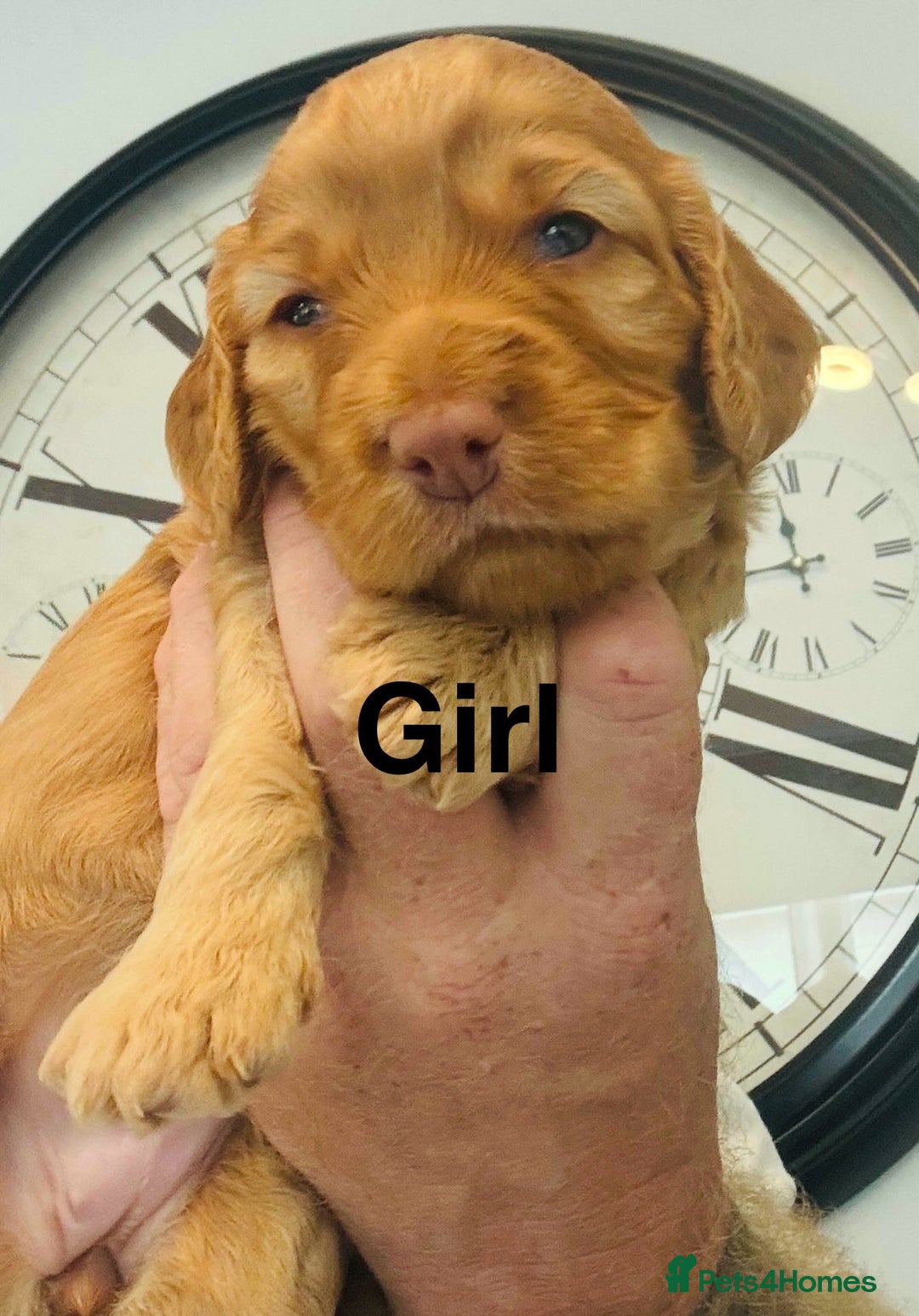 Cockapoo dogs for sale: stunning merle cockapoo puppies, ready 21st august - Image 9