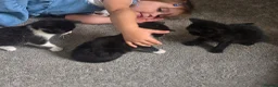 Mixed Breed cats for sale: 3 Beautiful Kittens Available  - Advert 9