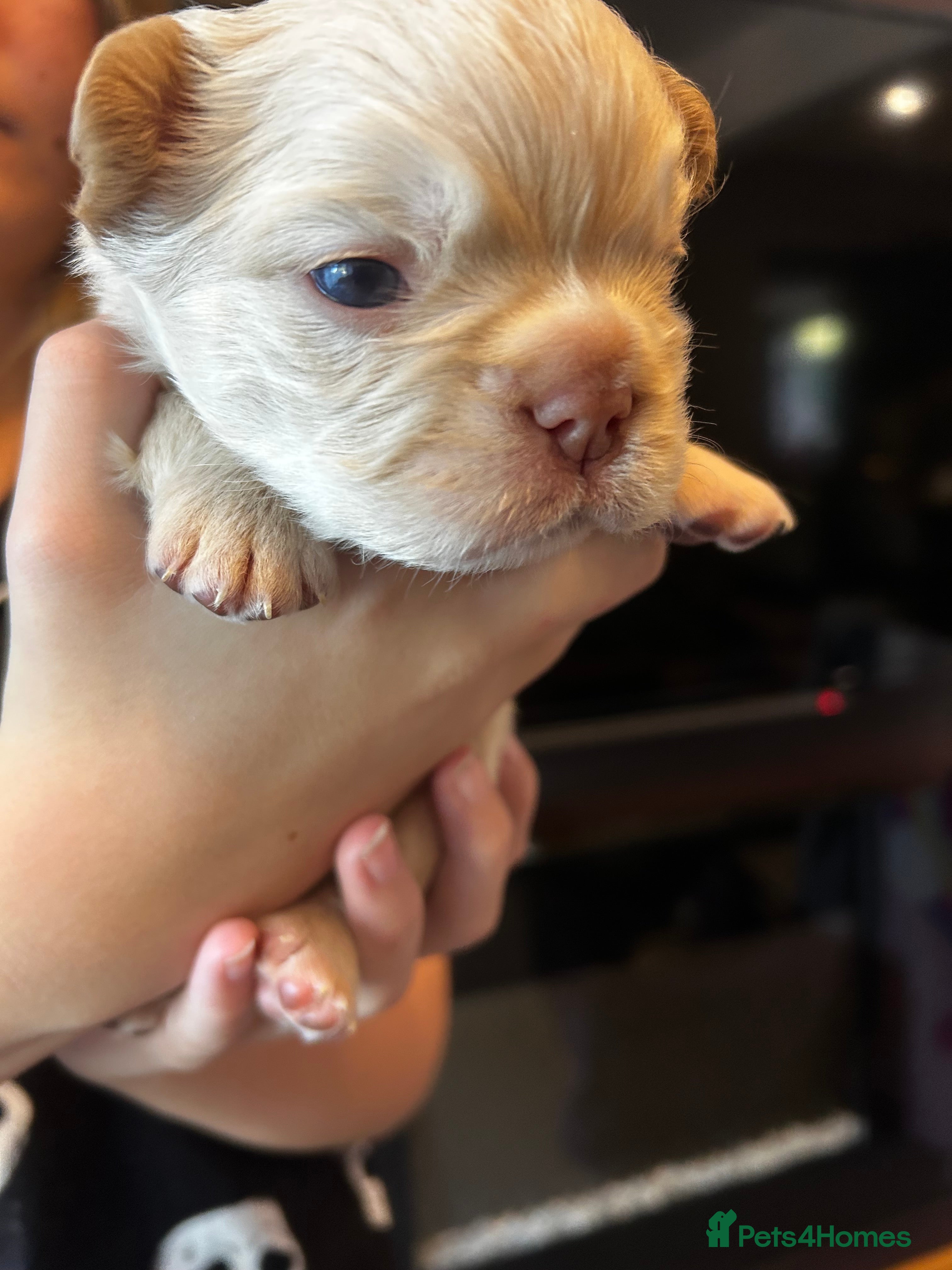 French Bulldog dogs Fluffy French bulldog puppies - Advert 2