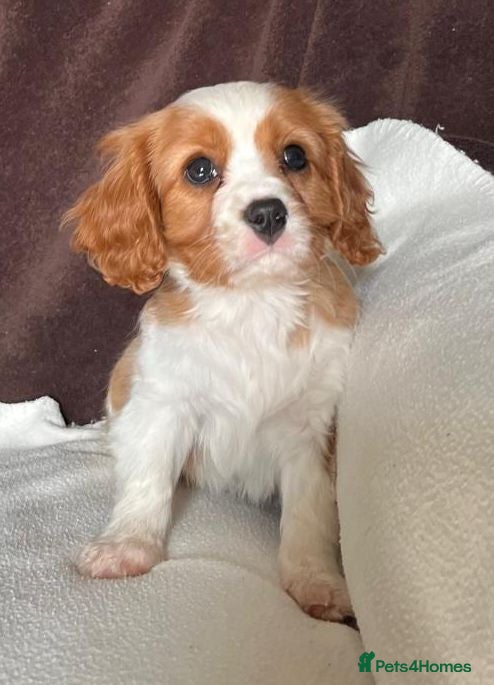 Cavalier King Charles Spaniel dogs Blenheim boys available  - Advert 2