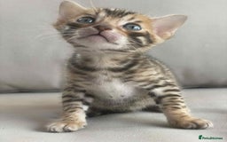 Bengal cats for sale: Bengal boy ready for reservation  - Image 9