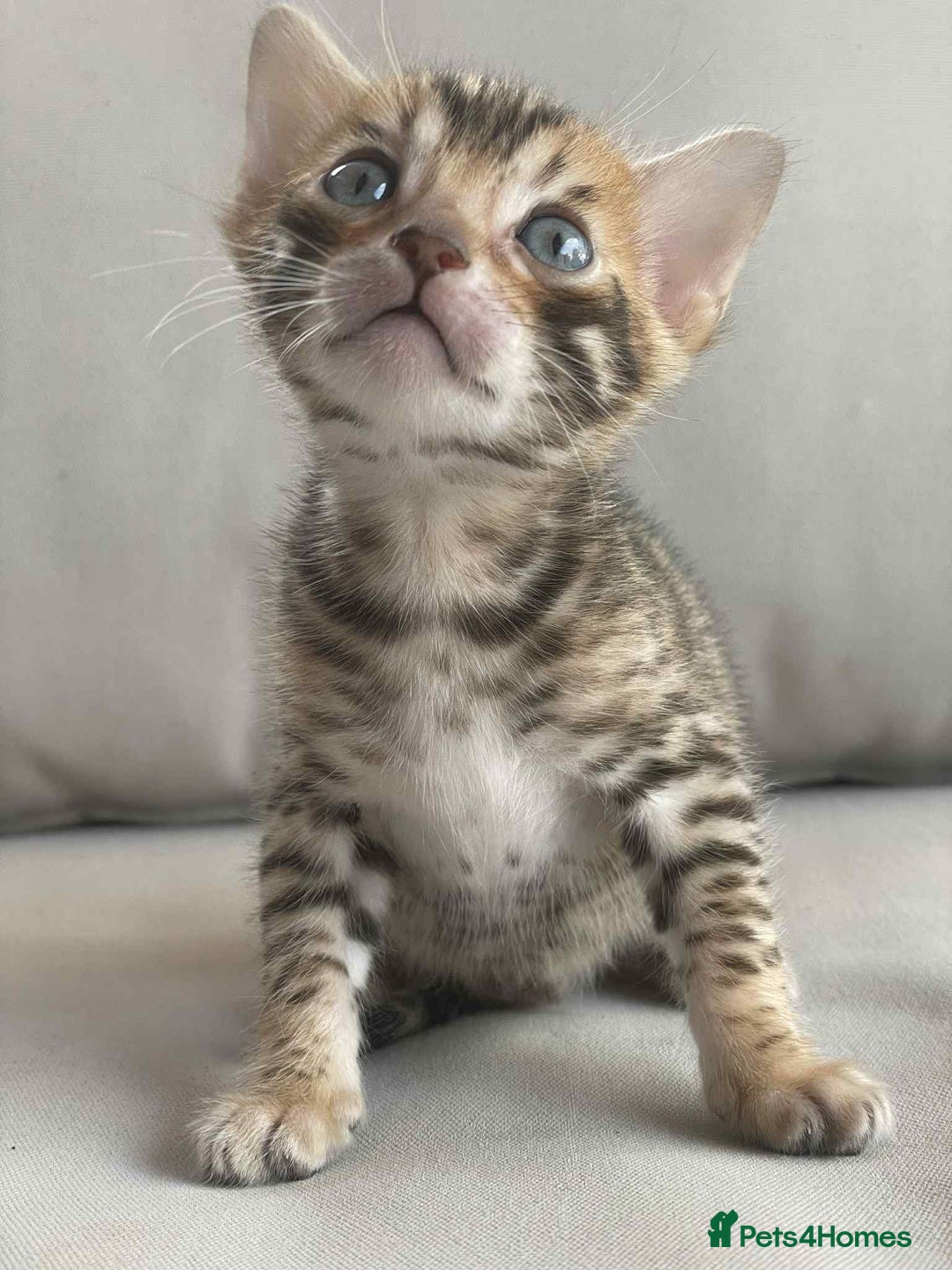 Bengal cats for sale: Bengal boy ready for reservation  - Image 9